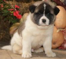 Puppies for sale akita - Italy, Bari