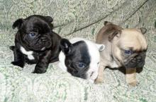 Puppies for sale french bulldog - Georgia, Kutaisi