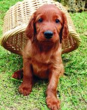 Puppies for sale irish setter - Cyprus, Paphos. Price 10 €