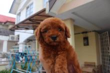 Puppies for sale toy-poodle - Latvia, Riga