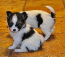 Puppies for sale papillon and phalene - Ireland, Dublin. Price 10 €