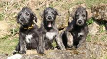 Puppies for sale irish wolfhound - Lithuania, Vilnius. Price 11 €