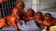 Puppies for sale irish setter - United Kingdom, Belfast. Price 12 €