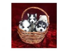 Puppies for sale other breed - USA, Virginia