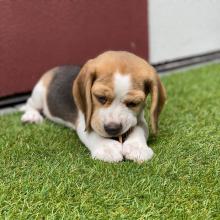 Puppies for sale beagle - Latvia, Riga