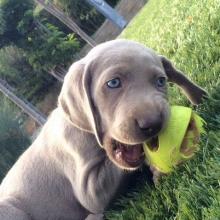 Puppies for sale weimaraner - United Kingdom, Glasgow. Price 11 €