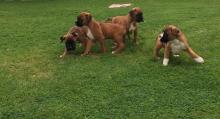 Puppies for sale boxer - Denmark, Odense