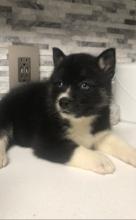 Puppies for sale haski - Canada, British Columbia, Victoria