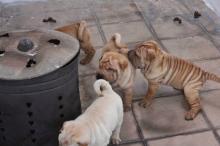 Puppies for sale shar pei - Finland, Helsinki