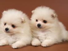 Puppies for sale pomeranian spitz - Germany, Lubeck