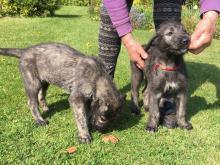 Puppies for sale irish wolfhound - Ireland, Cork