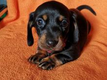Puppies for sale dachshund - Hungary, Szeged. Price 10 $