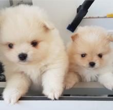 Puppies for sale , pomeranian - Ireland, Dublin