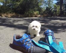 Puppies for sale maltese - Denmark, Aalborg. Price 10 €