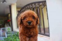 Puppies for sale toy-poodle - Denmark, Aarhus