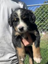 Puppies for sale , bernedoodle - Finland, Lahti