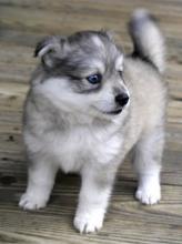 Puppies for sale spitz - Finland, Tampere