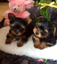 Puppies for sale yorkshire terrier - Germany, Frankfurt