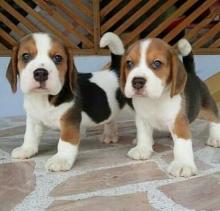 Puppies for sale beagle - Cyprus, Larnaca