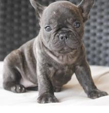 Puppies for sale french bulldog - Greece, Heraklion