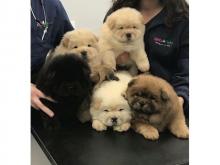 Puppies for sale chow chow - Ireland, Cork