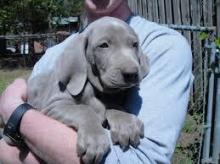 Puppies for sale weimaraner - Cyprus, Limassol