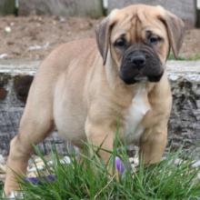 Puppies for sale bullmastiff - France, Paris. Price 10 €
