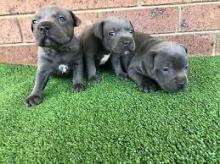 Puppies for sale staffordshire bull terrier - Greece, Athens