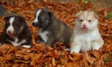 Puppies for sale pomeranian spitz - USA, Ohio