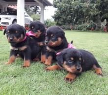 Puppies for sale rottweiler - Latvia, Riga