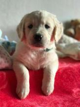 Puppies for sale , golden retriever - Finland, Alajarvi