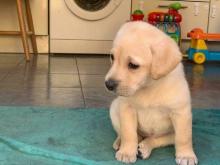 Puppies for sale , golden retriever - Netherlands, Hoorn