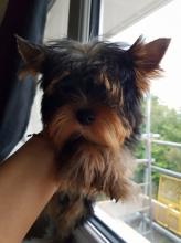 Puppies for sale yorkshire terrier - Poland, Bielsko-Biala