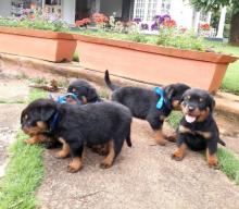 Puppies for sale rottweiler - Kazakhstan, Kokshetau