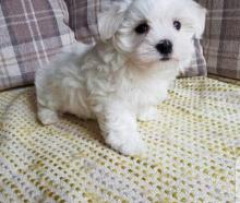 Puppies for sale maltese - Italy, Leche