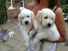 Puppies for sale , golden retriever - Belarus, Brest