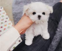 Puppies for sale maltese - Denmark, Kopenagen