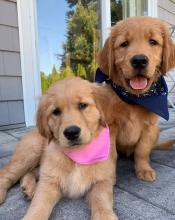 Puppies for sale golden retriever - France, Paris. Price 155 €
