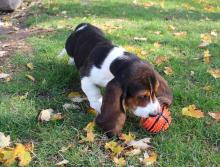 Puppies for sale basset hound - Sweden, Lulea