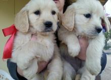 Puppies for sale , golden retriever - Tajikistan, Isfara