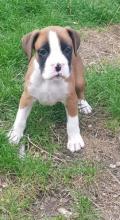 Puppies for sale boxer - United Kingdom, Chester