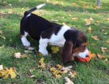 Puppies for sale basset hound - Netherlands, NEC