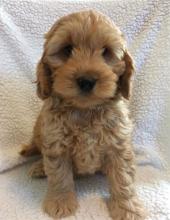 Puppies for sale , cockapoo - Netherlands, Hemstede