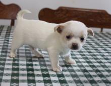 Puppies for sale chihuahua - Italy, Parma