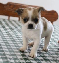 Puppies for sale chihuahua - Sweden, Esbjerg