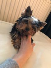 Puppies for sale yorkshire terrier - Poland, Radom