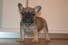 Puppies for sale french bulldog - United Kingdom, Chester