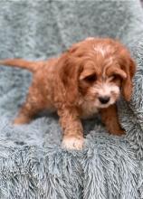 Puppies for sale , cavapoo - Latvia, Daugavpils