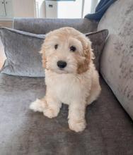 Puppies for sale , cockapoo - Netherlands, NEC