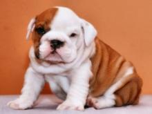 Puppies for sale english bulldog - France, Paris. Price 160 €
